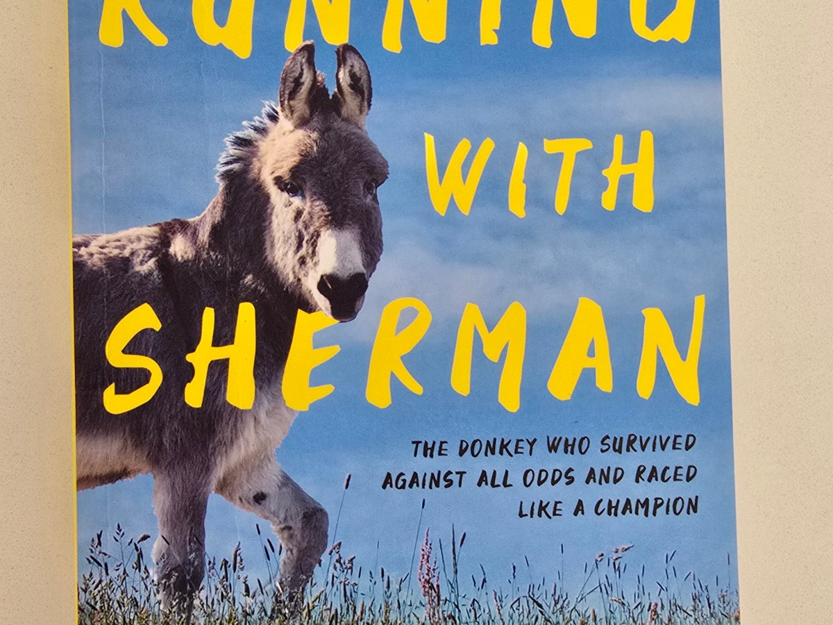 Donkey Lessons
